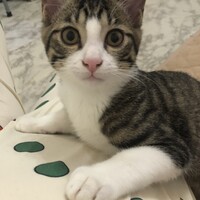しまちゃん
