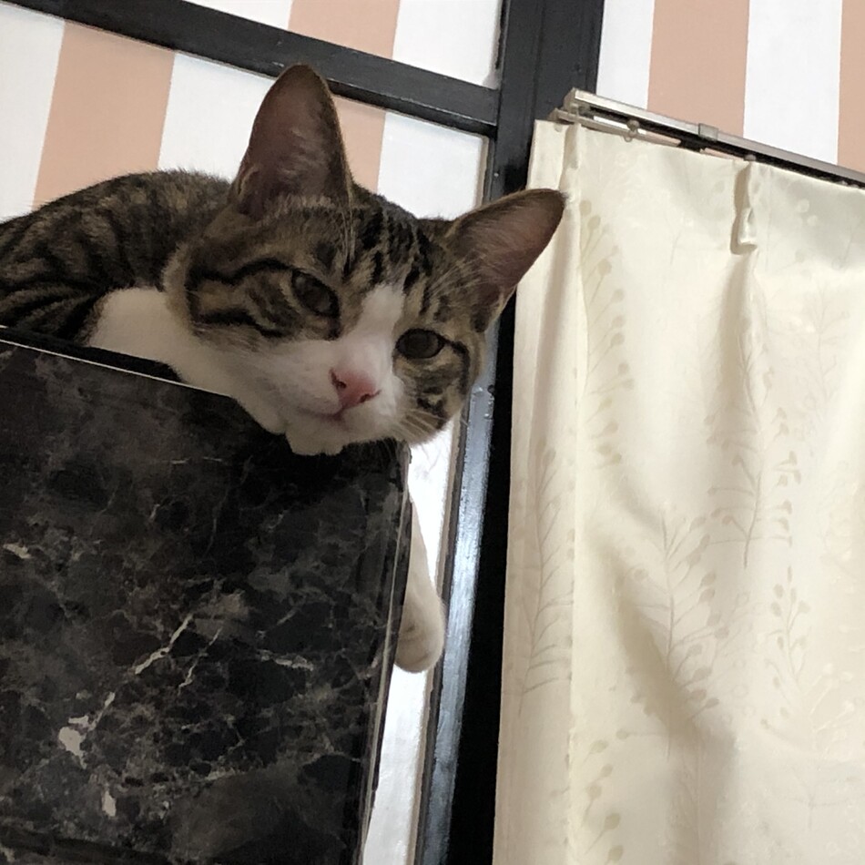 しまちゃんのカバー写真