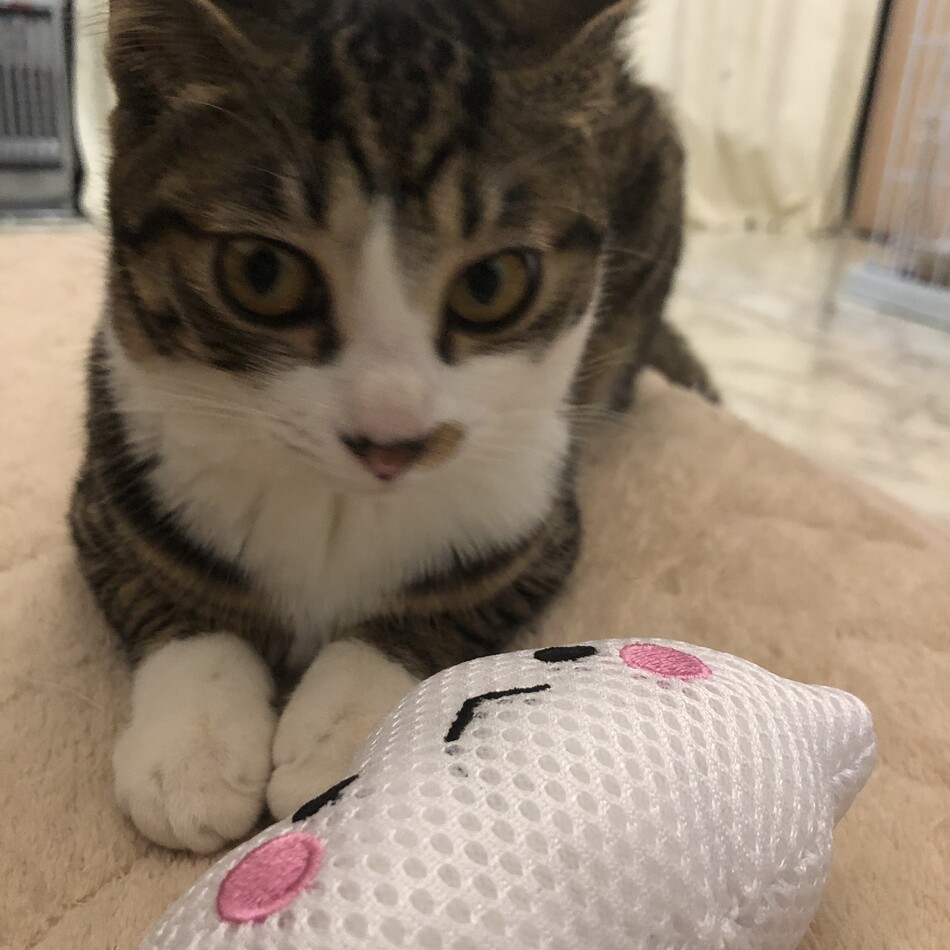 リンちゃんのカバー写真