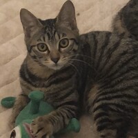 サビちゃん