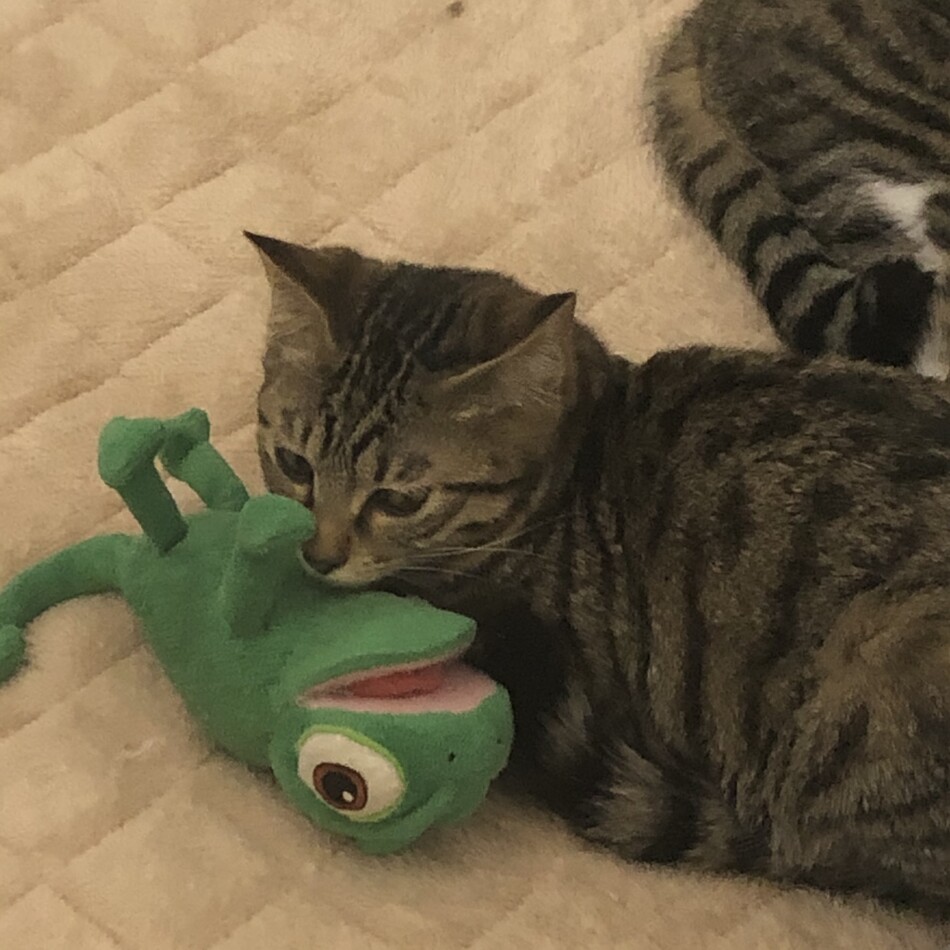 サビちゃんのカバー写真