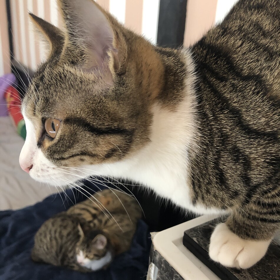 テテちゃんのカバー写真