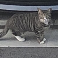 くろちゃん