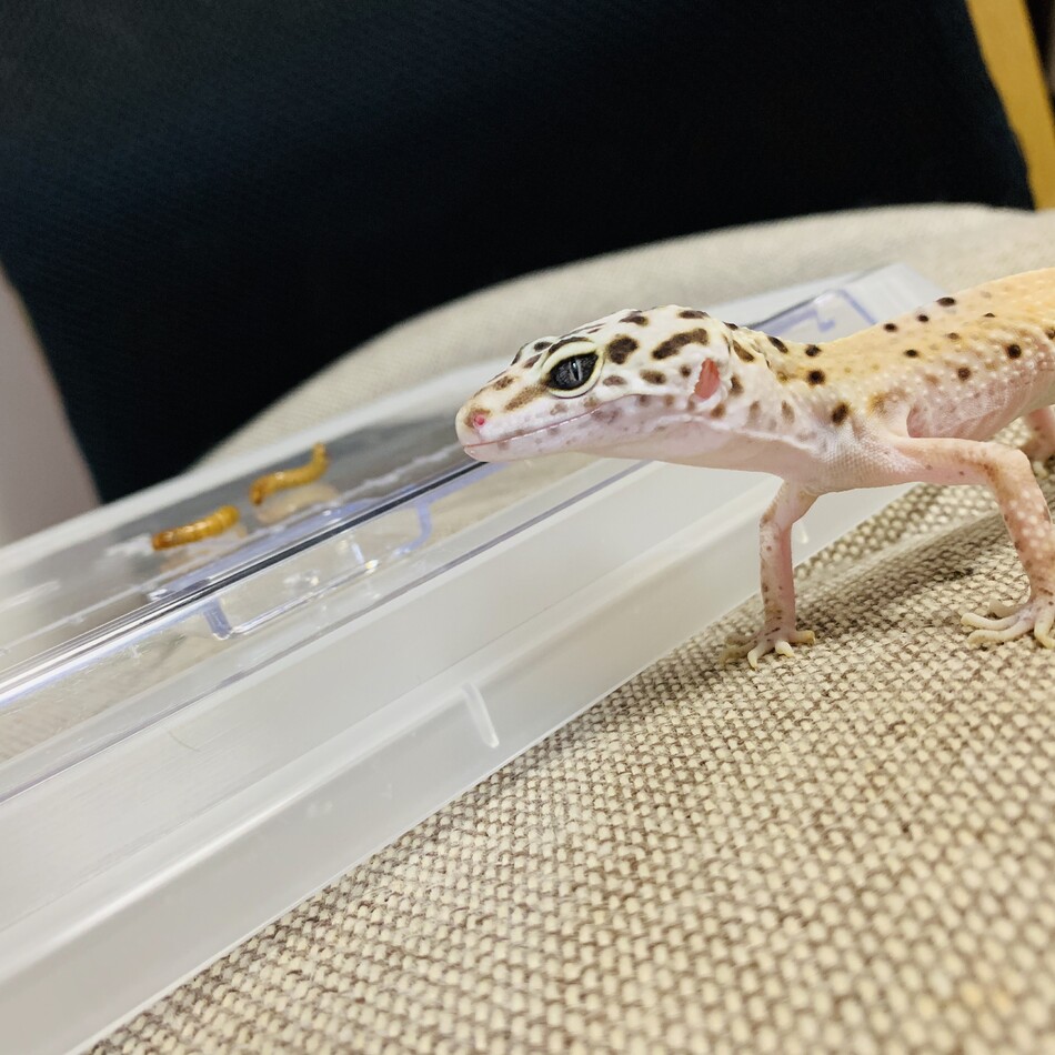 伊之助のカバー写真