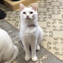<サバイバーズ>パウエルくん