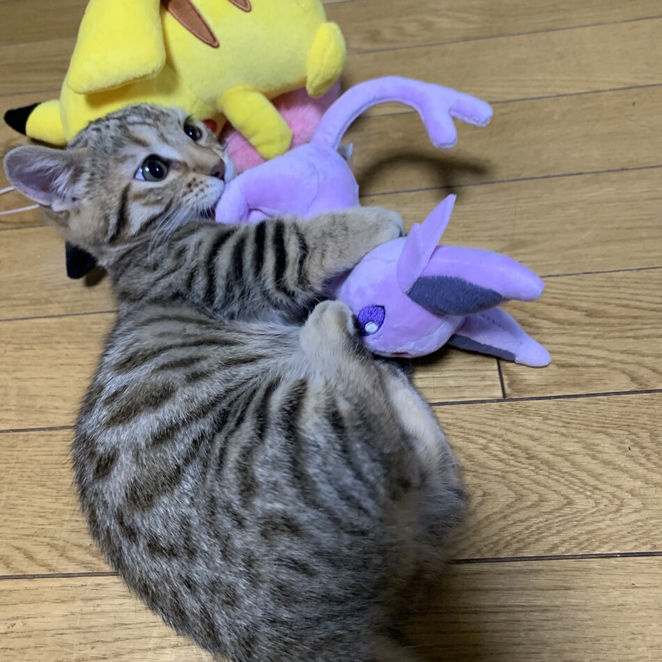 チャンプのカバー写真