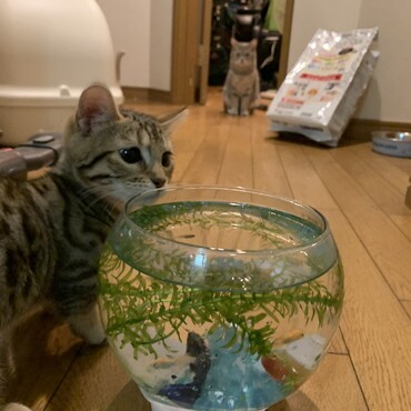 お魚に興味津々なチャンプさん
