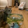 お魚に興味津々なチャンプさん