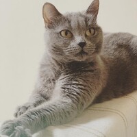 シャルル