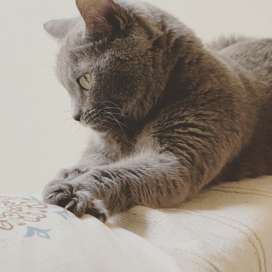 シャルルのカバー写真