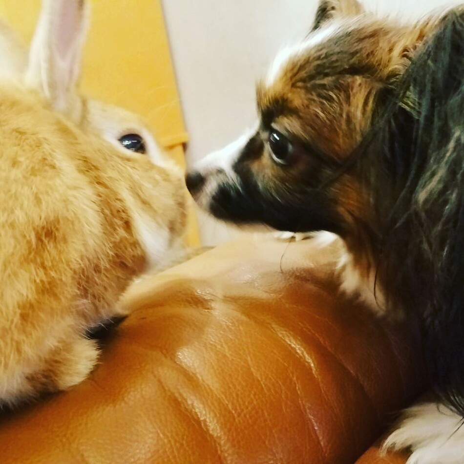 もものカバー写真