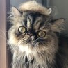 の写真