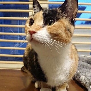 <サバイバーズ>ミーシャちゃん