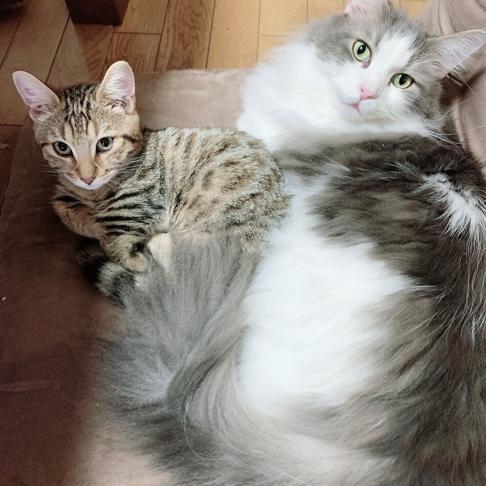 光圀のカバー写真