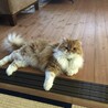 の写真