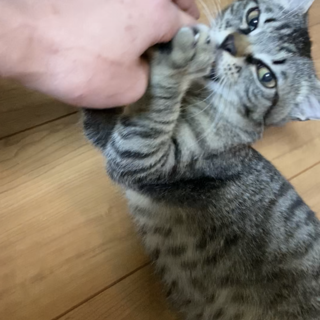 6ヶ月子猫　甘えん坊なキジトラ♂