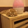 neko351