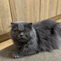 グレーの毛並みがきれいな猫さんです♪