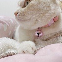 きなこ