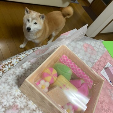 ❀❀今日は…❀❀楽しい♪雛まつり❀❀おばあわんでも女の子♥
