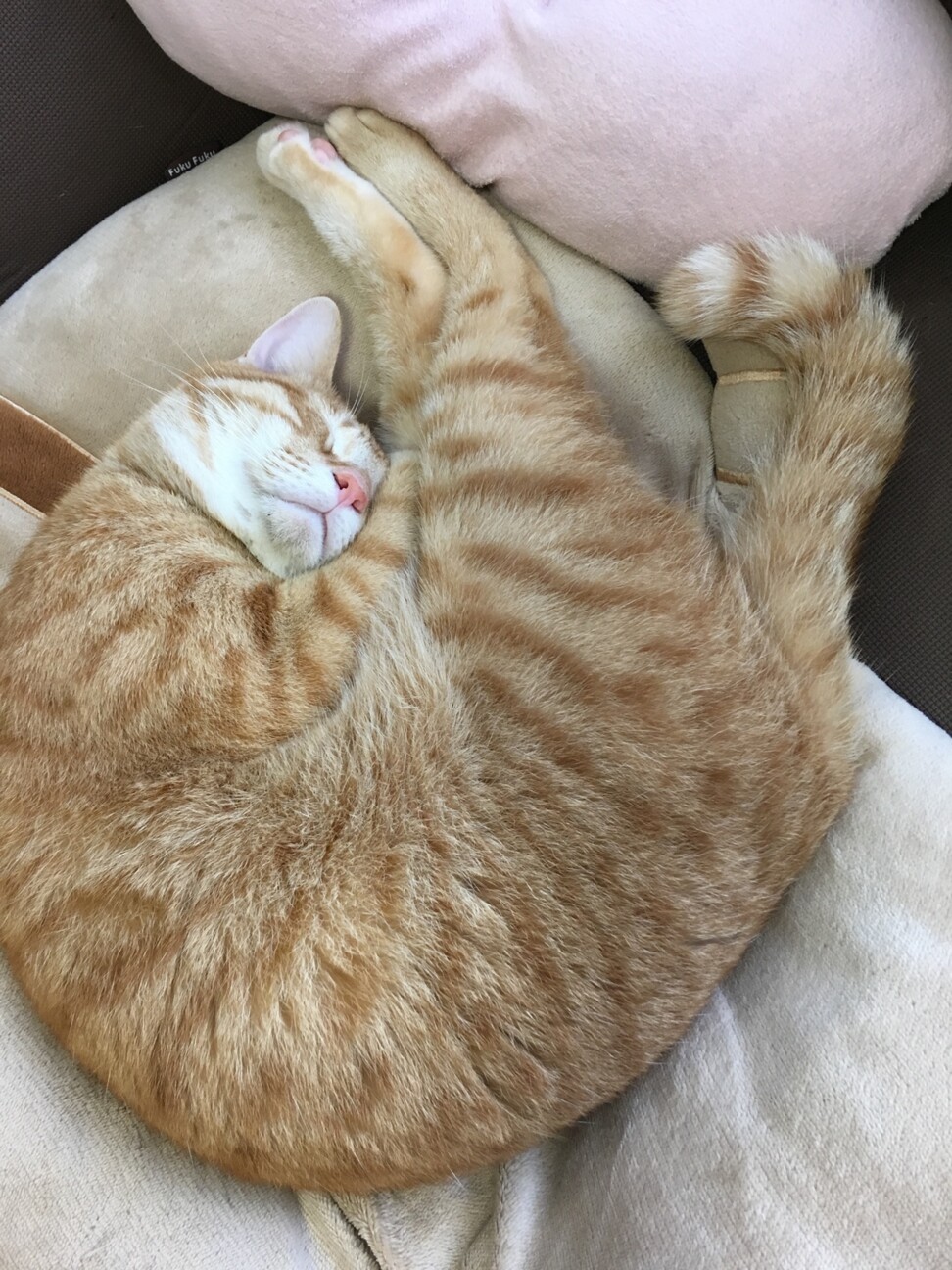 茶トラ成猫 ちょっぴり神」茨城県 - 猫の里親募集(303552