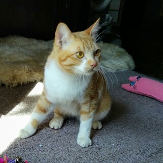 募集停止中　元気でかわいい茶白ガール9ヵ月