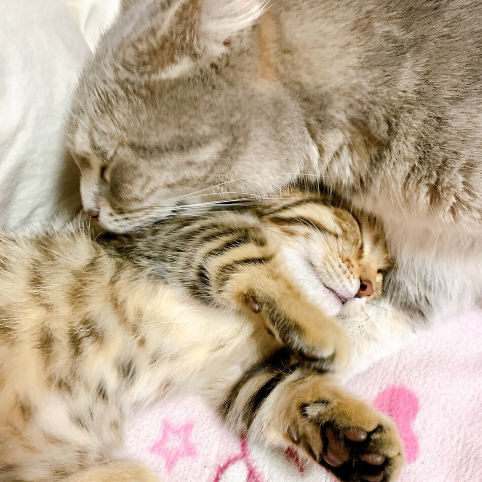 ミッシェルのカバー写真