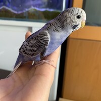メイリー