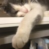 おてんばな女の子びーちゃん☆に家族を サムネイル2