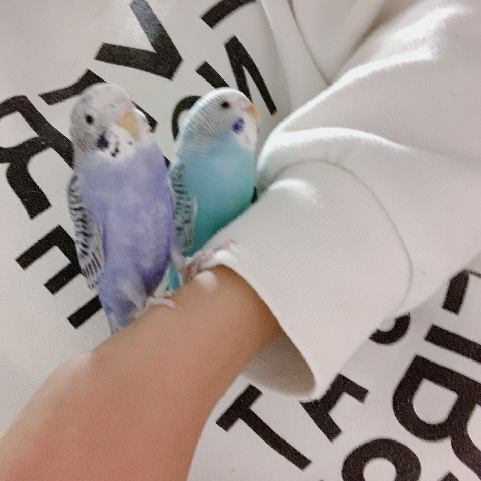 謝必安のカバー写真