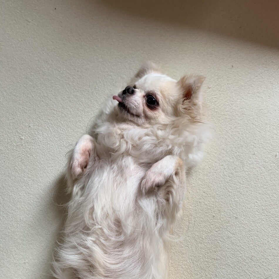 マルのカバー写真