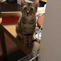 みこ