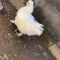（急募）烏骨鶏　里親募集