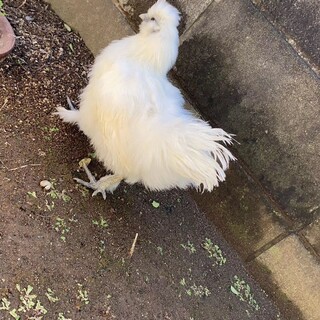 （急募）烏骨鶏　里親募集