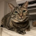 ついて回ります。甘えます。おしゃべりします。