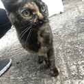 サビ猫ちゃん♡