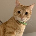 シャーデレ、甘えっ子の男の子　茶三郎