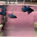 ベタ（クラウンテール）差し上げます