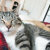 眠そうなれおにゃ