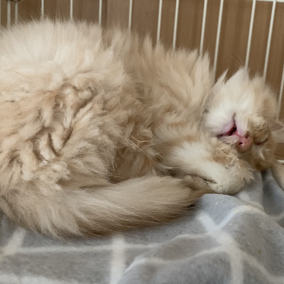 なるのカバー写真