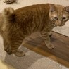 ビビリンボだけど、すっごく甘えん坊です。茶五郎 サムネイル2