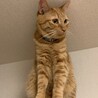 ビビリンボだけど、すっごく甘えん坊です。茶五郎 サムネイル3