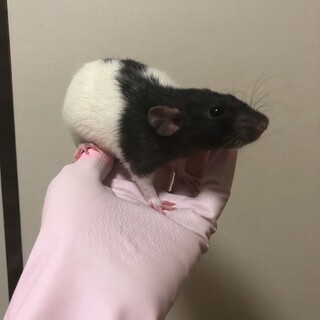 ＊募集一時停止中  ファンシーラットの里親様募集！