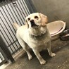 癌になんて負けない！！！福ちゃんに家族を☆ サムネイル4