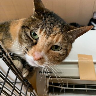 スマートなチョビ、家族を待っています！