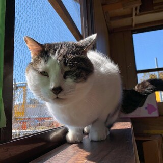 コワモテななみへい！家族を待っています。