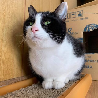 可愛らしいスズ！家族を待っています。