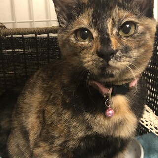 トライアル決定7ヶ月の子猫★甘えんぼのサビ猫