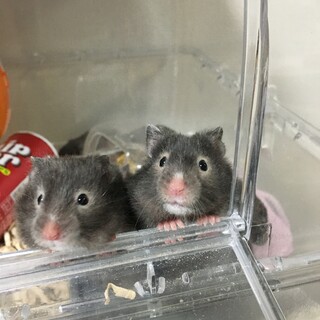セーブル色のハムスターの里親様を募集いたします