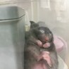 セーブル色のハムスターの里親様を募集いたします サムネイル2